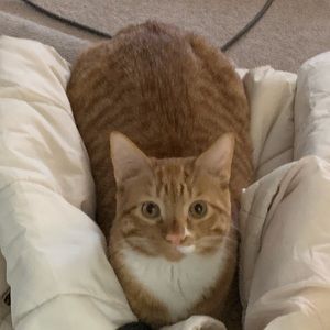 Meet your Posher, Pedersen